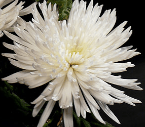 Stallion Concrete Color - Mums – Commercial, Cremone, Spider