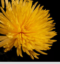 Stallion Concrete Color - Mums – Commercial, Cremone, Spider