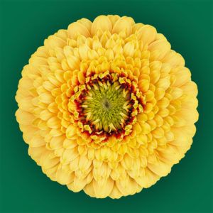 Stallion Concrete Color - Gerbera – Pomponi