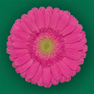 Stallion Concrete Color - Gerbera – Mini