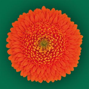 Stallion Concrete Color - Gerbera – Pomponi