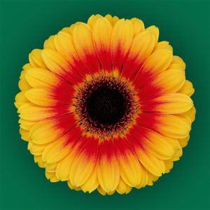 Stallion Concrete Color - Gerbera – Mini