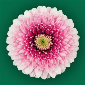 Stallion Concrete Color - Gerbera – Pomponi