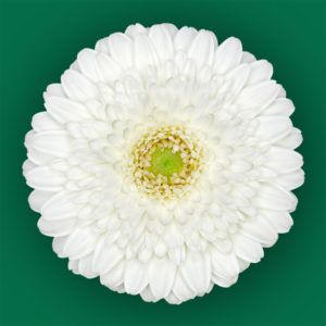 Stallion Concrete Color - Gerbera – Pomponi