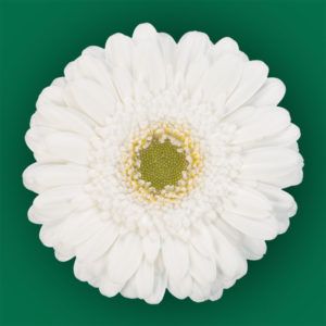 Stallion Concrete Color - Gerbera – Mini