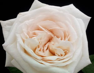 Stallion Concrete Color - Roses – Garden & Garden Like