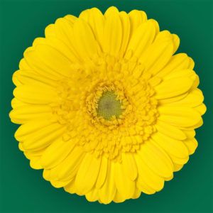 Stallion Concrete Color - Gerbera – Mini