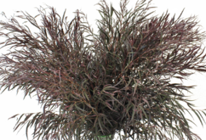 Stallion Concrete Color - Greenery