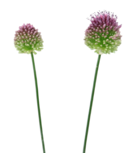 Stallion Concrete Color - Allium