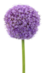 Stallion Concrete Color - Allium