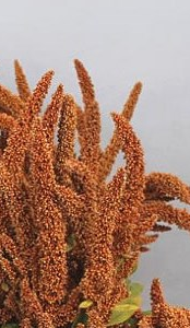 Stallion Concrete Color - Amaranthus