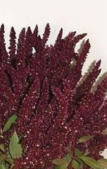 Stallion Concrete Color - Amaranthus
