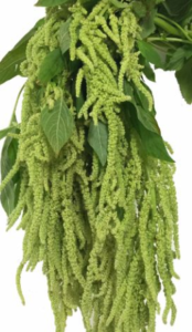 Stallion Concrete Color - Amaranthus