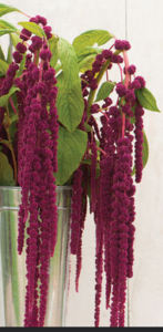 Stallion Concrete Color - Amaranthus