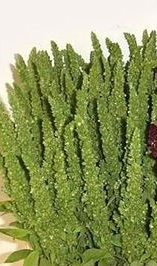 Stallion Concrete Color - Amaranthus