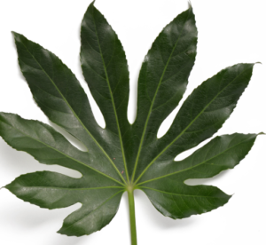 Stallion Concrete Color - Greenery