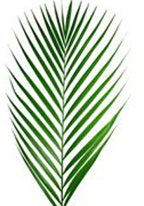 Stallion Concrete Color - Greenery