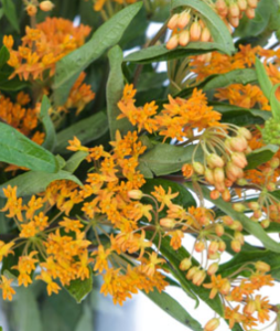 Stallion Concrete Color - Filler Flowers