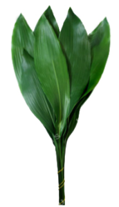 Stallion Concrete Color - Greenery