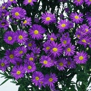Stallion Concrete Color - Filler Flowers