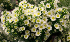 Stallion Concrete Color - Filler Flowers