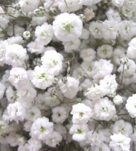 Stallion Concrete Color - Babys Breath