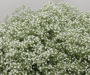 Stallion Concrete Color - Babys Breath