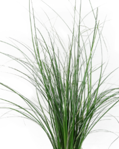 Stallion Concrete Color - Greenery