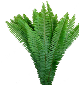 Stallion Concrete Color - Fern and Fern Like