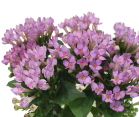 Stallion Concrete Color - Filler Flowers