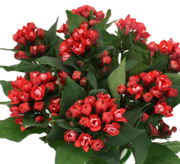 Stallion Concrete Color - Filler Flowers