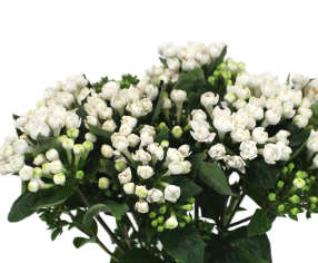 Stallion Concrete Color - Filler Flowers