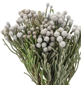 Stallion Concrete Color - Berries