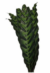 Stallion Concrete Color - Greenery