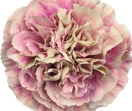 Stallion Concrete Color - Carnation
