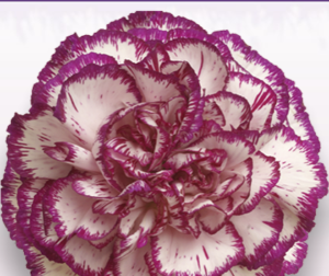 Stallion Concrete Color - Carnation