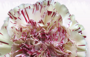 Stallion Concrete Color - Carnation