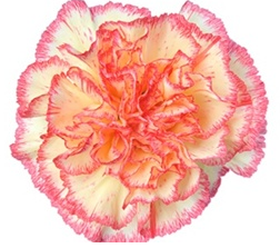 Stallion Concrete Color - Carnation