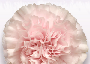 Stallion Concrete Color - Carnation