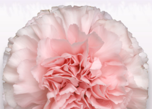 Stallion Concrete Color - Carnation