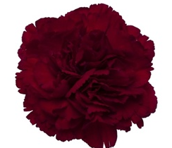 Stallion Concrete Color - Carnation
