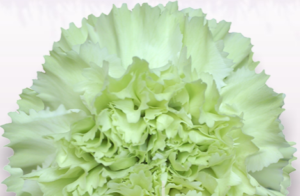 Stallion Concrete Color - Carnation
