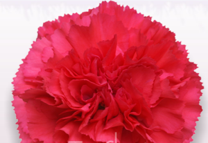 Stallion Concrete Color - Carnation