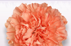 Stallion Concrete Color - Carnation