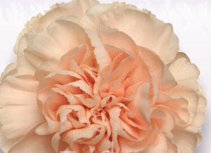 Stallion Concrete Color - Carnation