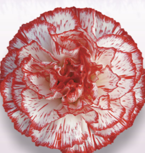 Stallion Concrete Color - Carnation