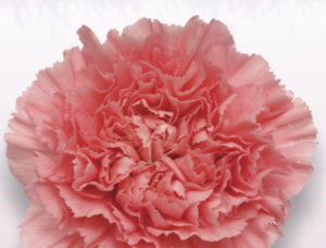 Stallion Concrete Color - Carnation