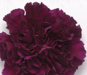 Stallion Concrete Color - Carnation