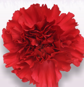 Stallion Concrete Color - Carnation
