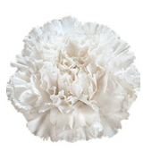 Stallion Concrete Color - Carnation
